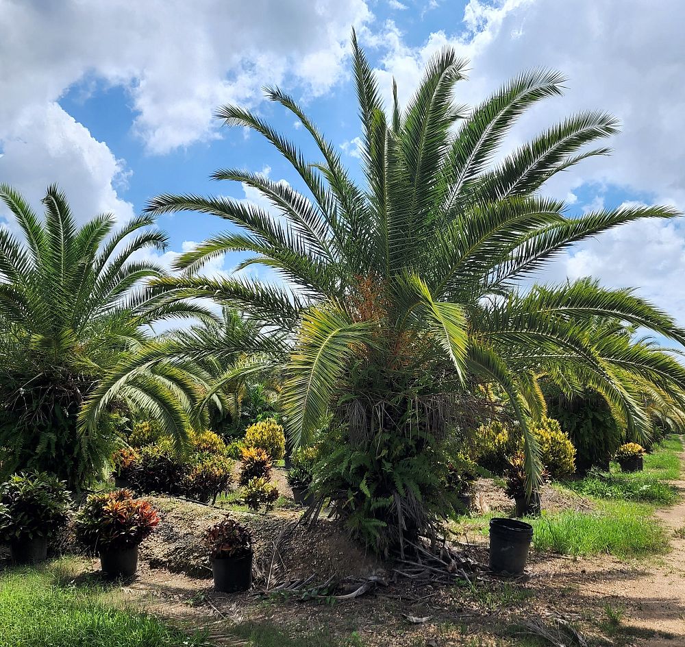 phoenix-canariensis-canary-island-date-palm-pineapple-palm
