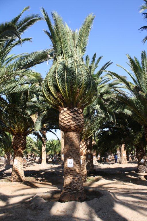 phoenix-canariensis-canary-island-date-palm-pineapple-palm