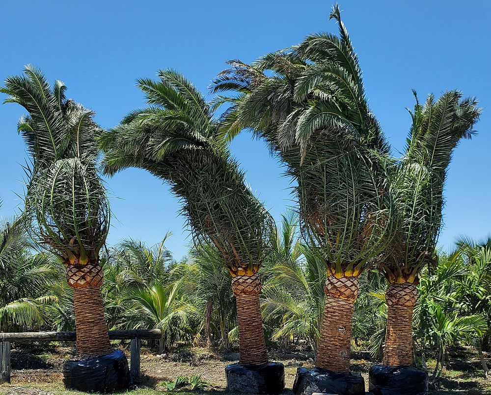 phoenix-canariensis-canary-island-date-palm-pineapple-palm
