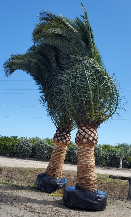 phoenix-canariensis-canary-island-date-palm-pineapple-palm
