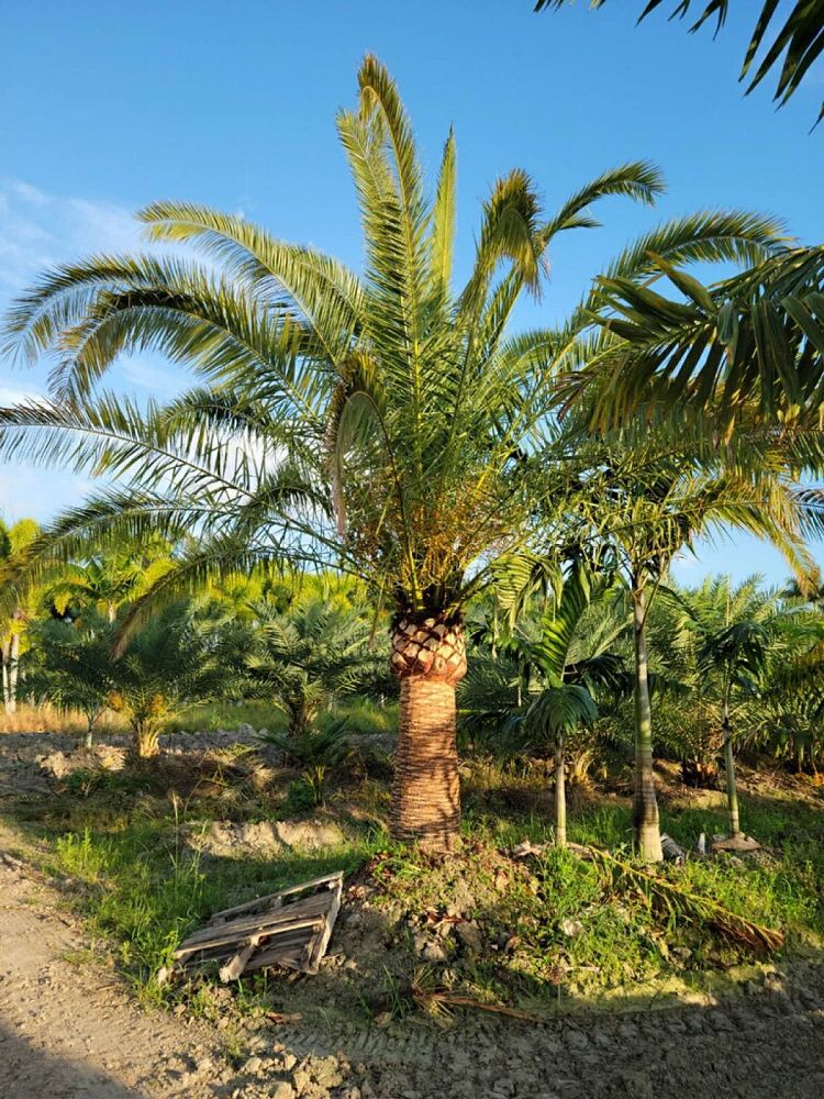 phoenix-canariensis-canary-island-date-palm-pineapple-palm