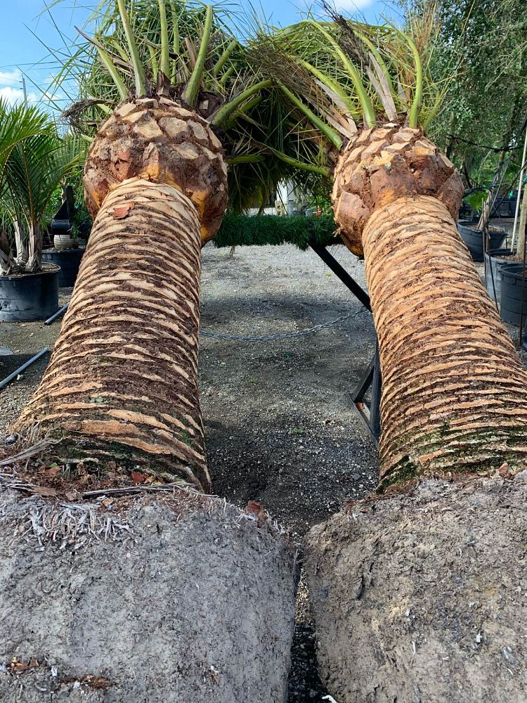 phoenix-canariensis-canary-island-date-palm-pineapple-palm