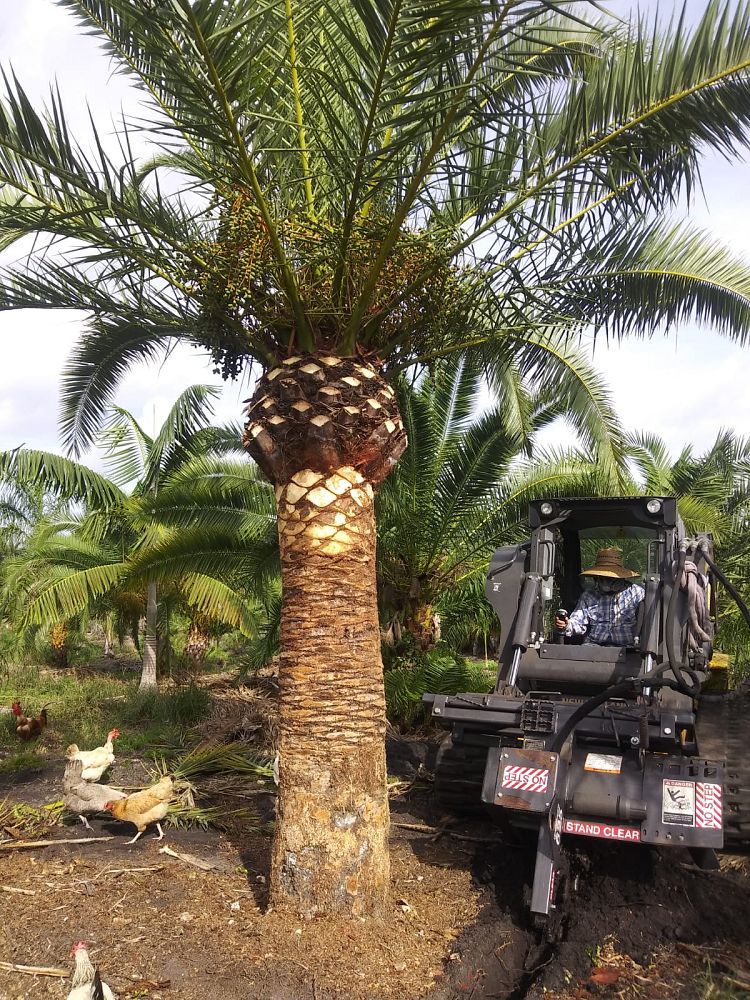 phoenix-canariensis-canary-island-date-palm-pineapple-palm
