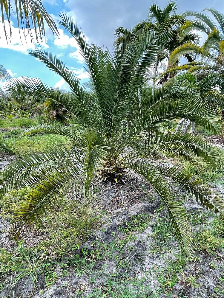 phoenix-canariensis-canary-island-date-palm-pineapple-palm