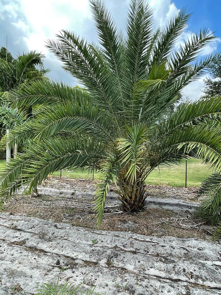 phoenix-canariensis-canary-island-date-palm-pineapple-palm