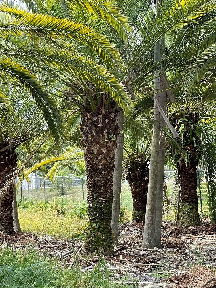 phoenix-canariensis-canary-island-date-palm-pineapple-palm