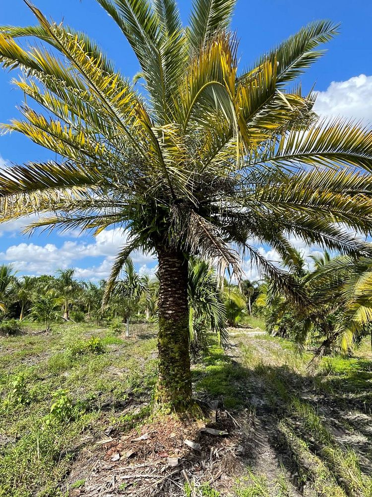 phoenix-canariensis-canary-island-date-palm-pineapple-palm