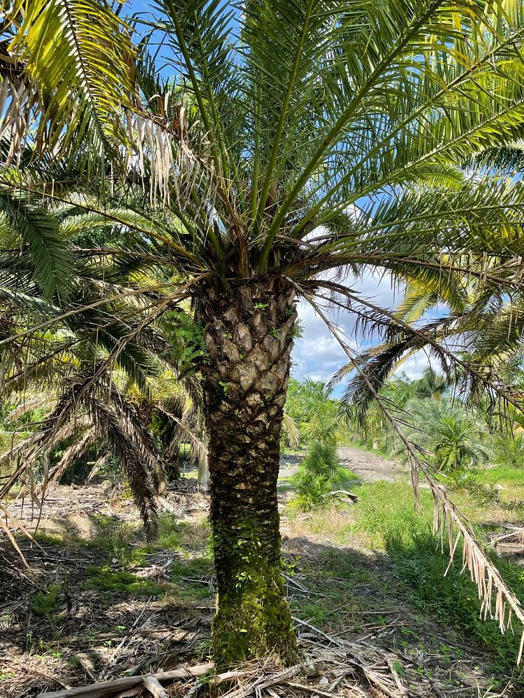 phoenix-canariensis-canary-island-date-palm-pineapple-palm