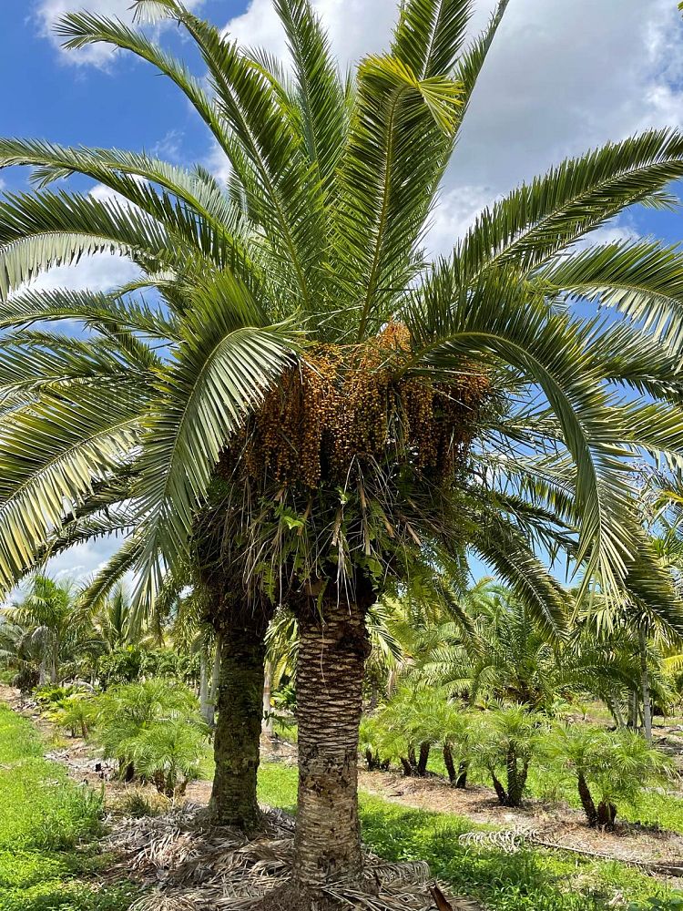 phoenix-canariensis-canary-island-date-palm-pineapple-palm