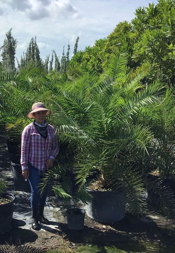 phoenix-canariensis-canary-island-date-palm-pineapple-palm