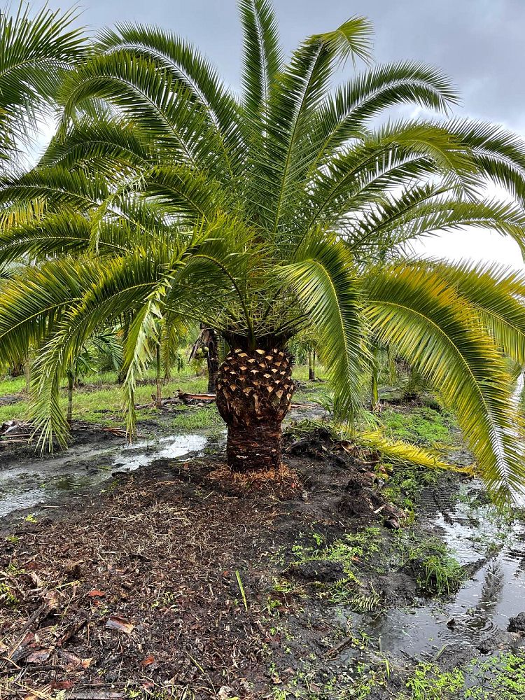 phoenix-canariensis-canary-island-date-palm-pineapple-palm