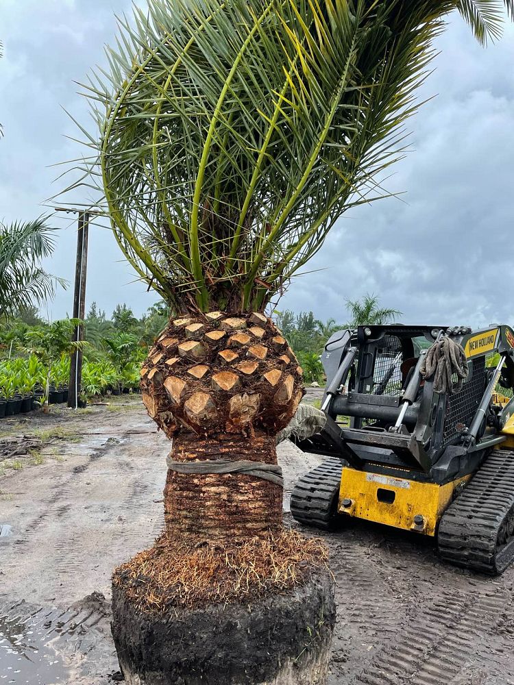phoenix-canariensis-canary-island-date-palm-pineapple-palm