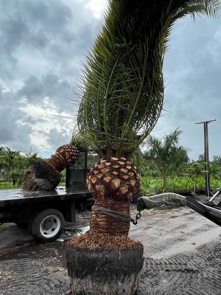 phoenix-canariensis-canary-island-date-palm-pineapple-palm
