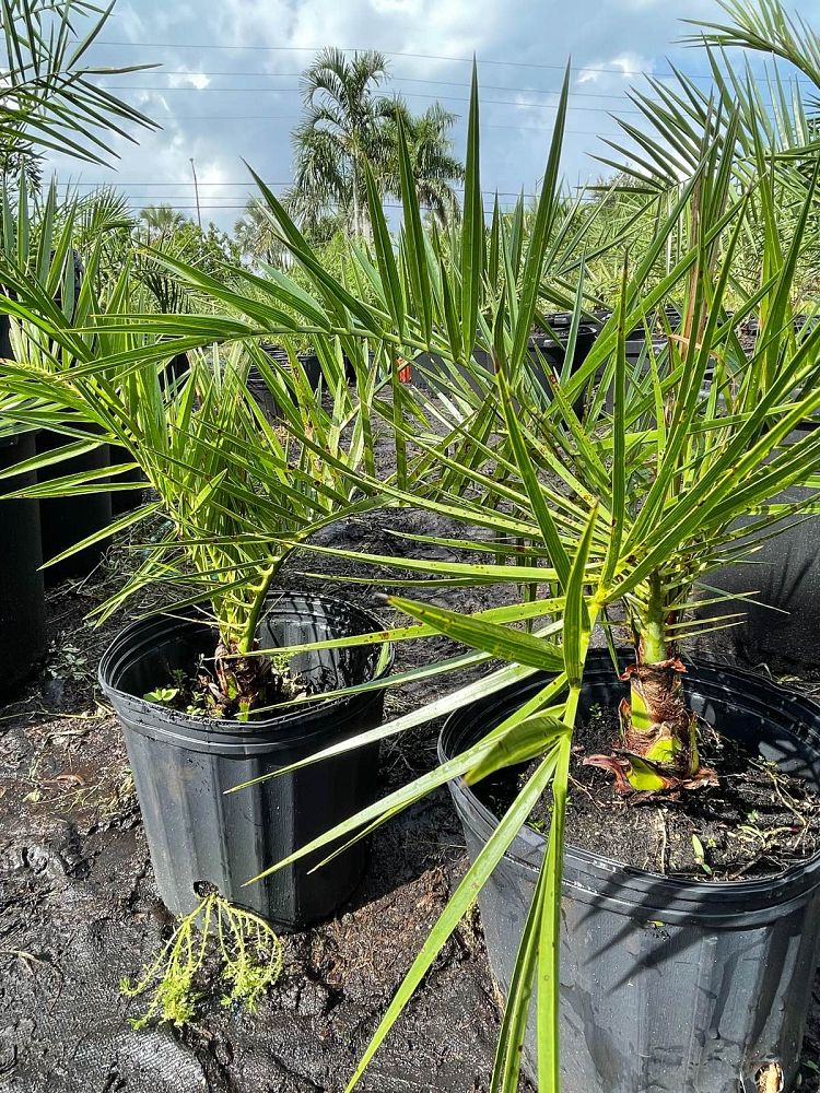 phoenix-canariensis-canary-island-date-palm-pineapple-palm