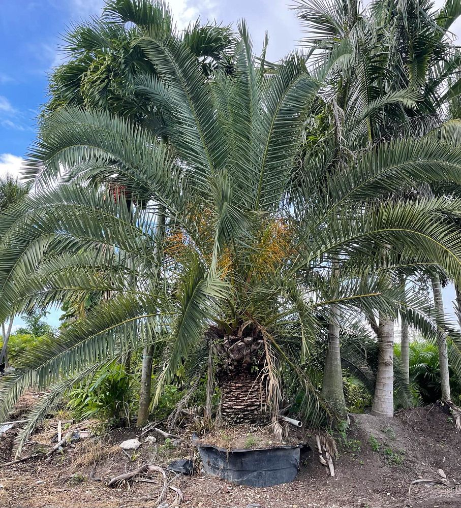 phoenix-canariensis-canary-island-date-palm-pineapple-palm