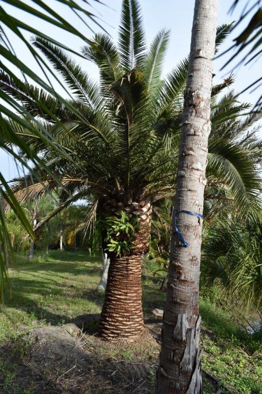 phoenix-canariensis-canary-island-date-palm-pineapple-palm