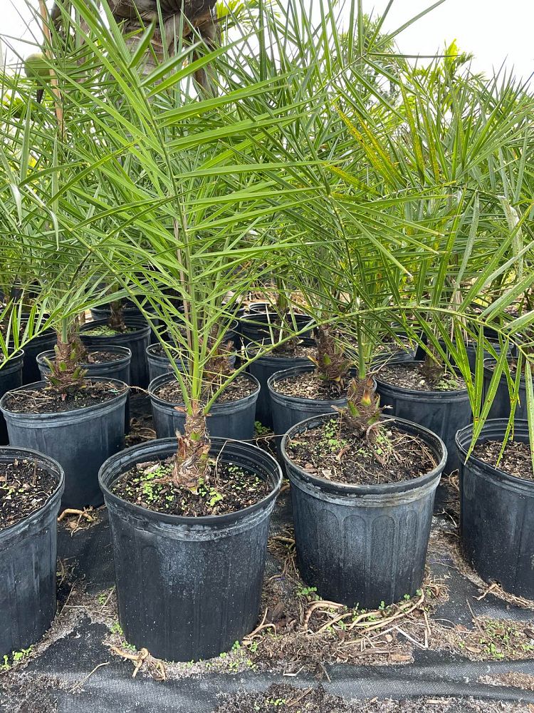 phoenix-canariensis-canary-island-date-palm-pineapple-palm