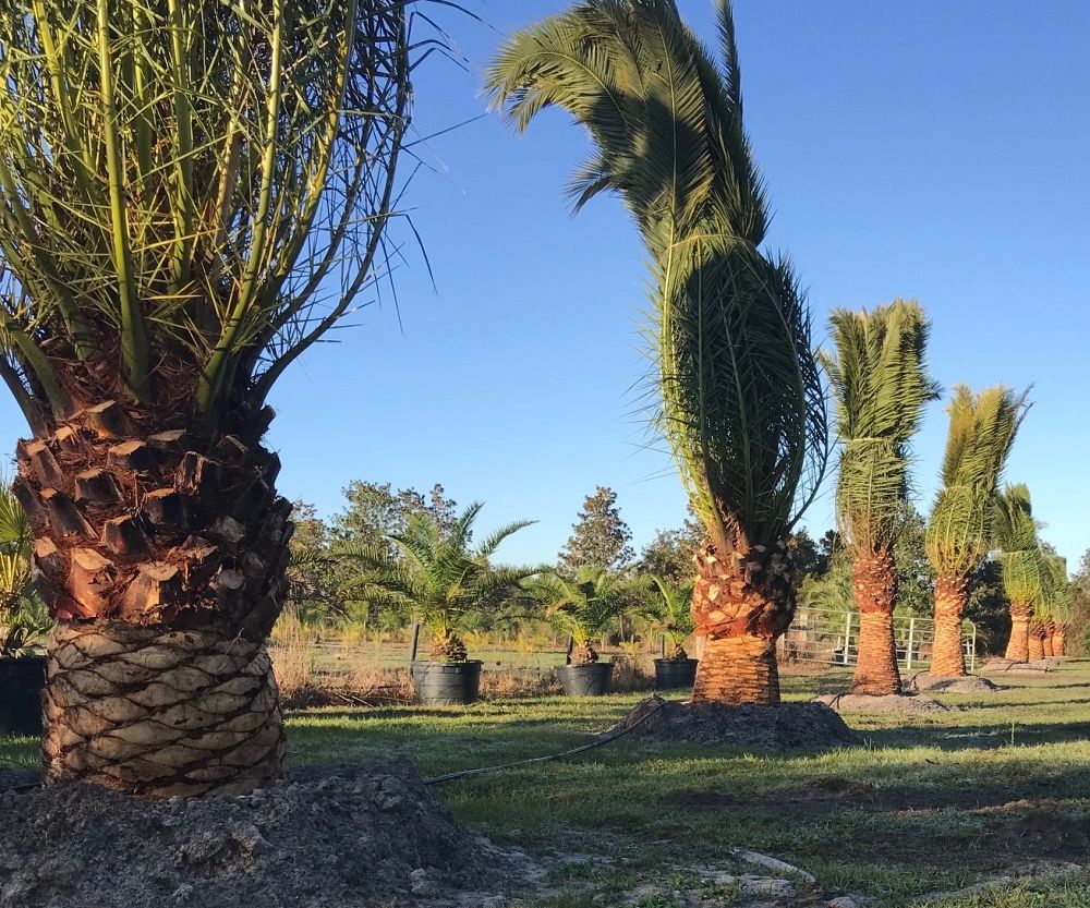 phoenix-canariensis-canary-island-date-palm-pineapple-palm