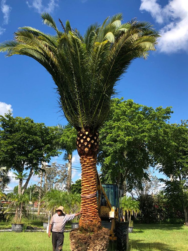 phoenix-canariensis-canary-island-date-palm-pineapple-palm