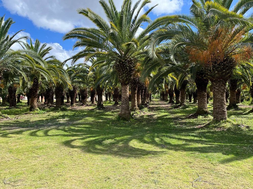 phoenix-canariensis-canary-island-date-palm-pineapple-palm