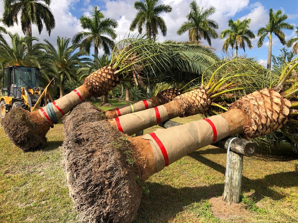 phoenix-canariensis-canary-island-date-palm-pineapple-palm