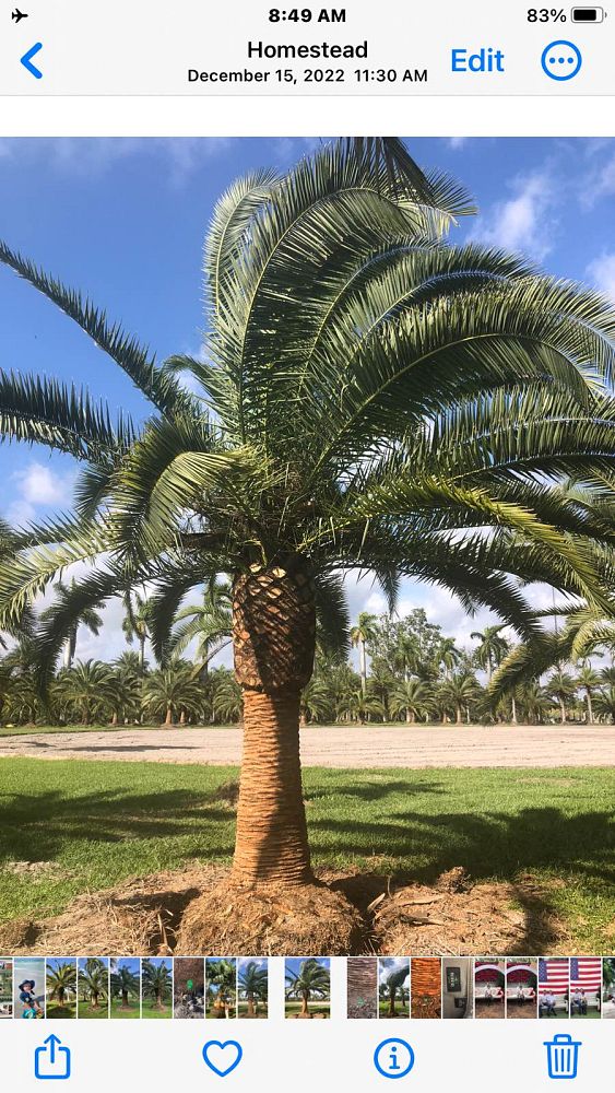phoenix-canariensis-canary-island-date-palm-pineapple-palm