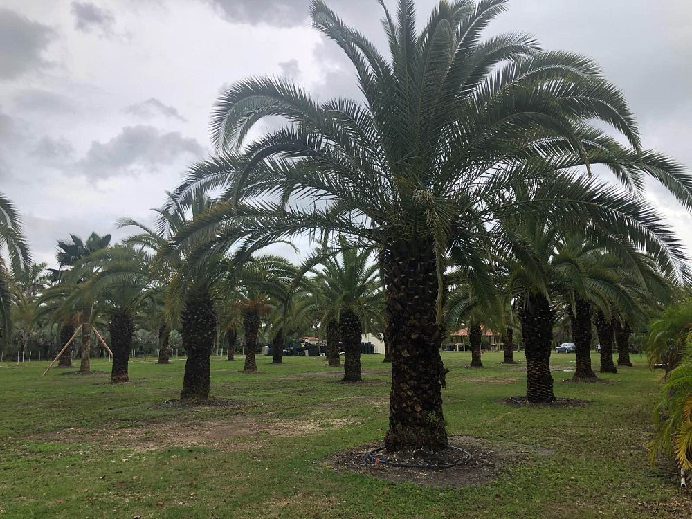 phoenix-canariensis-canary-island-date-palm-pineapple-palm