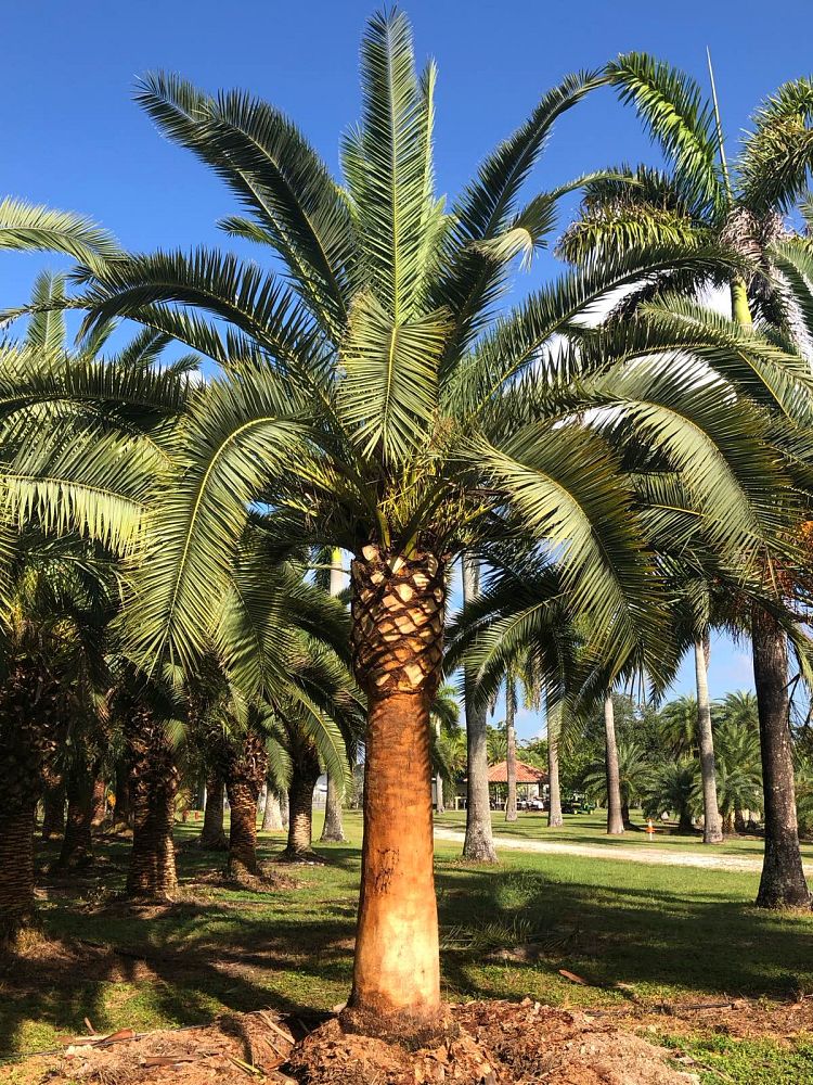 phoenix-canariensis-canary-island-date-palm-pineapple-palm