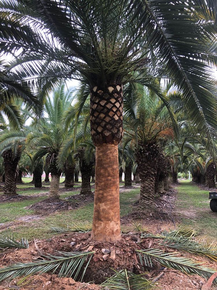 phoenix-canariensis-canary-island-date-palm-pineapple-palm