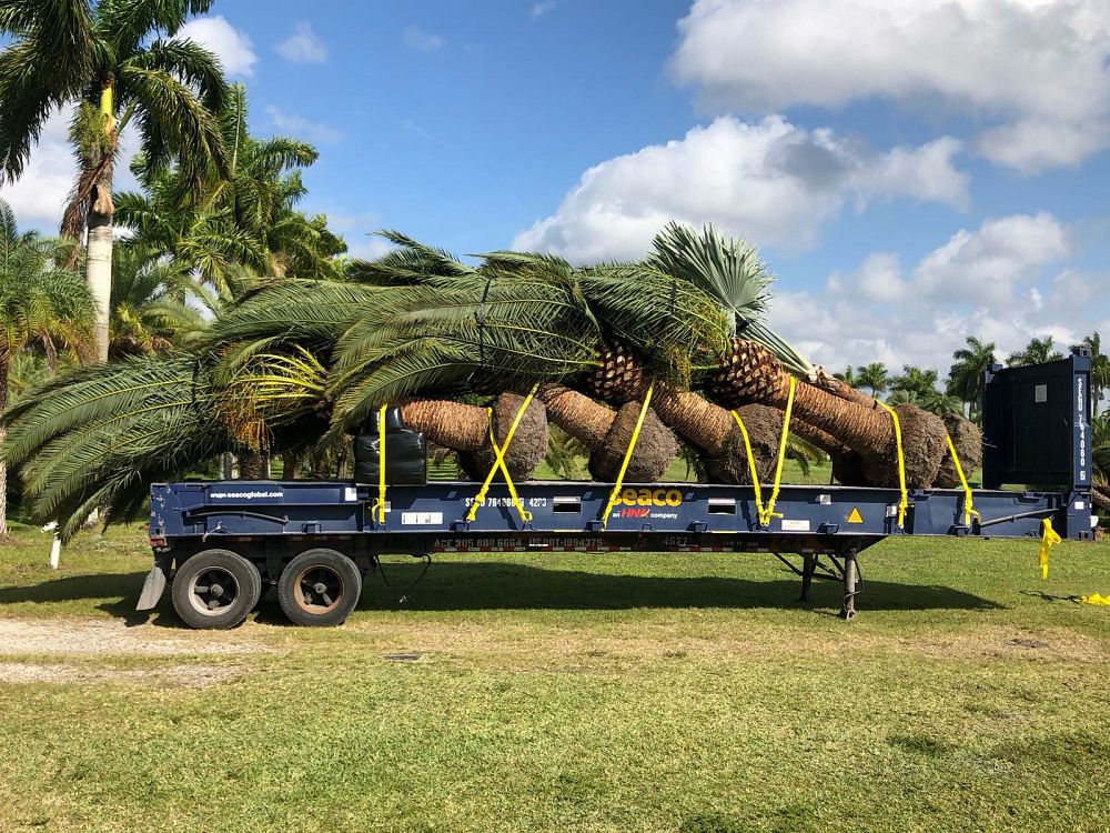 phoenix-canariensis-canary-island-date-palm-pineapple-palm