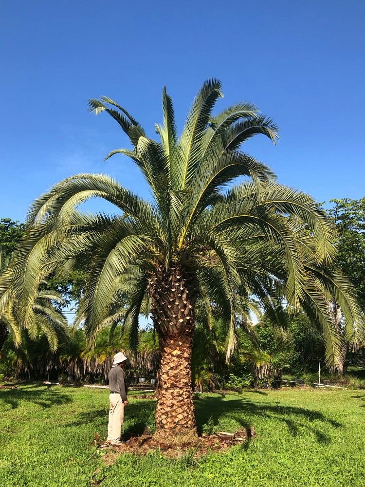 phoenix-canariensis-canary-island-date-palm-pineapple-palm