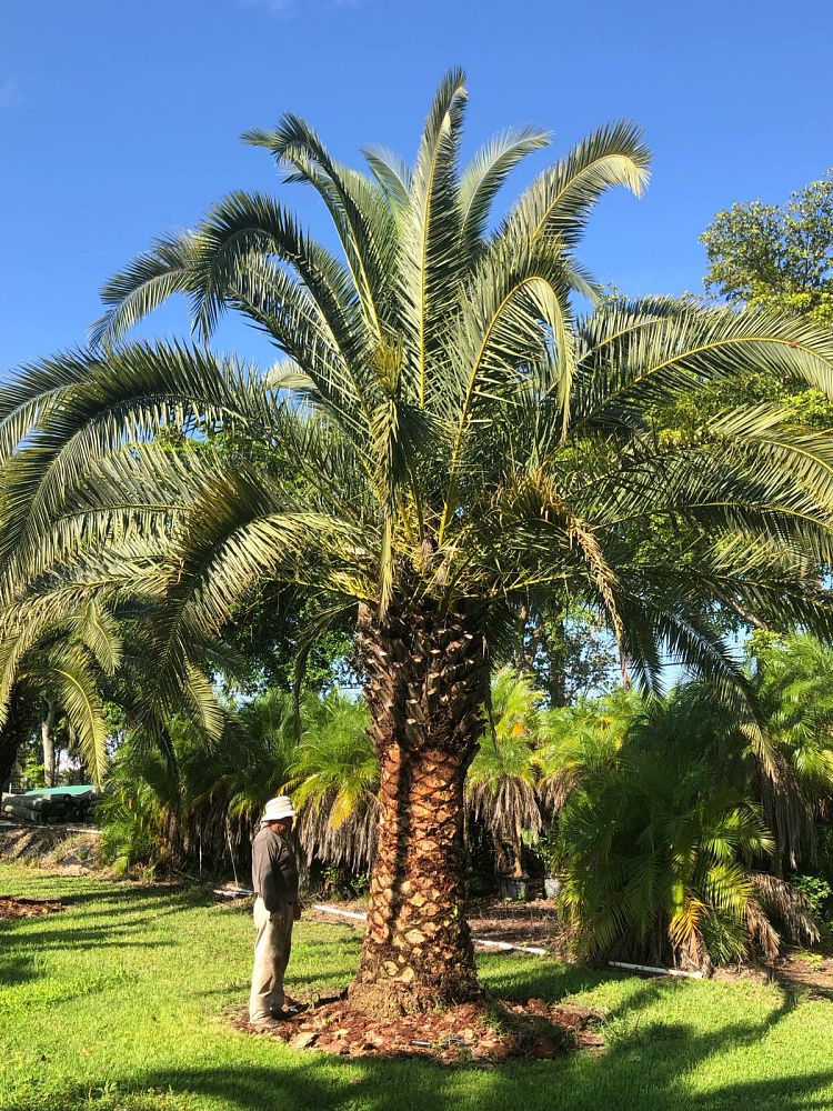 phoenix-canariensis-canary-island-date-palm-pineapple-palm