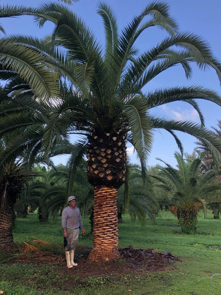 phoenix-canariensis-canary-island-date-palm-pineapple-palm