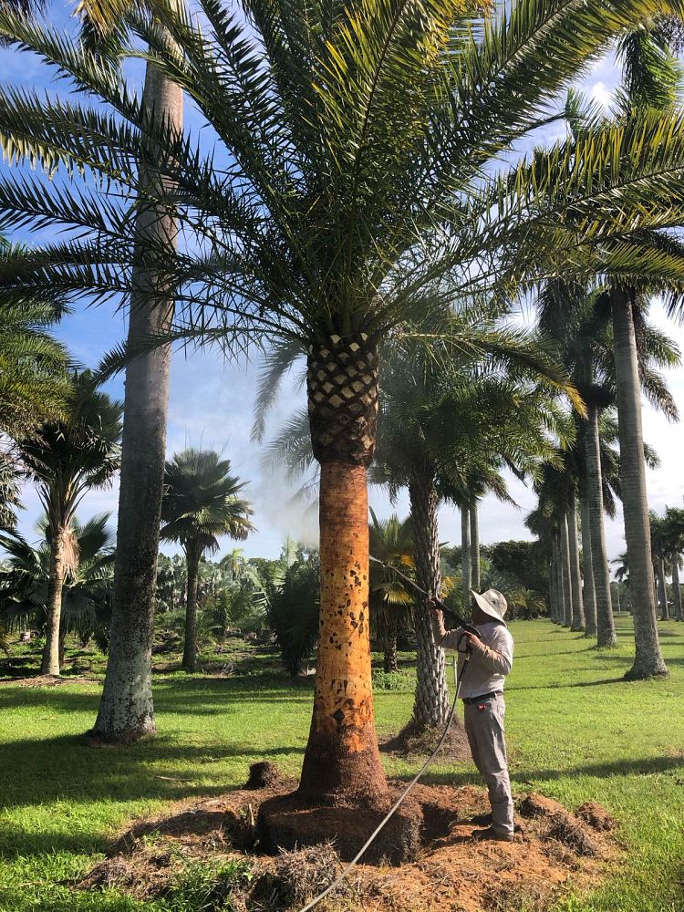 phoenix-canariensis-canary-island-date-palm-pineapple-palm