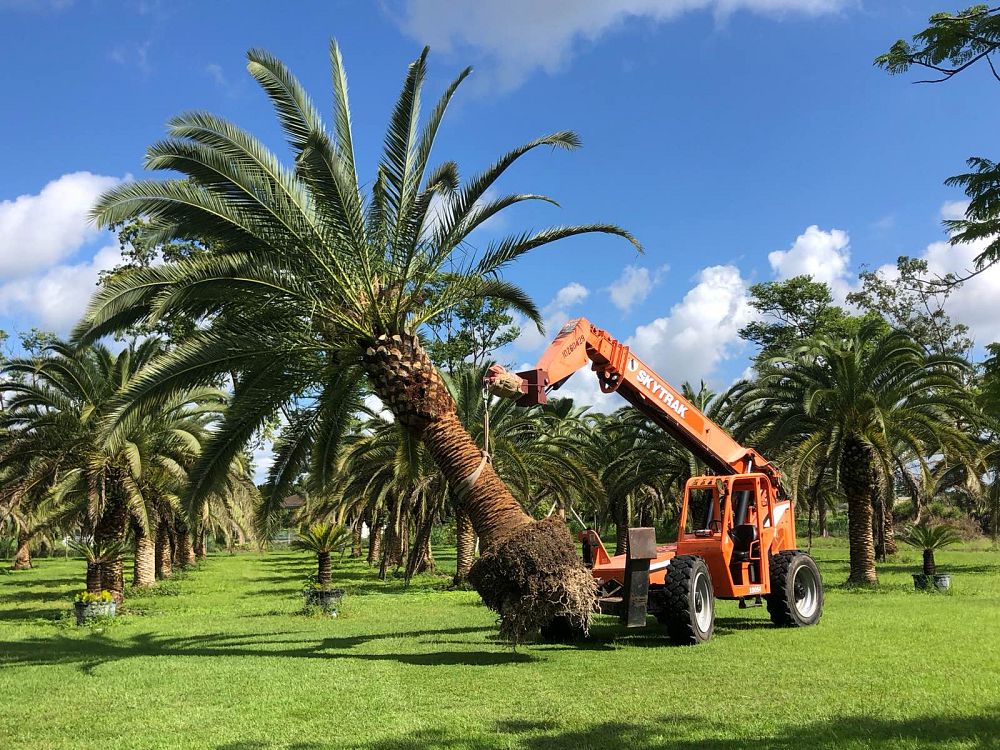 phoenix-canariensis-canary-island-date-palm-pineapple-palm