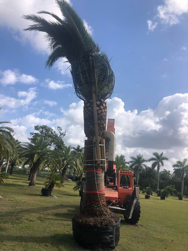 phoenix-canariensis-canary-island-date-palm-pineapple-palm