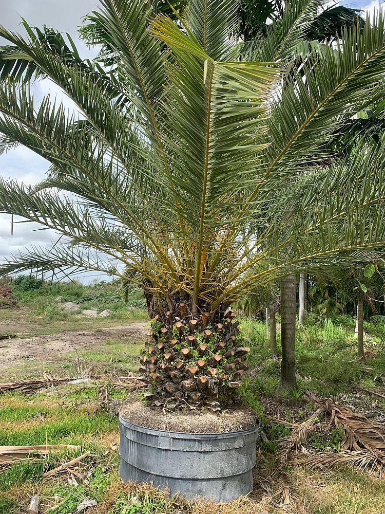 phoenix-canariensis-canary-island-date-palm-pineapple-palm