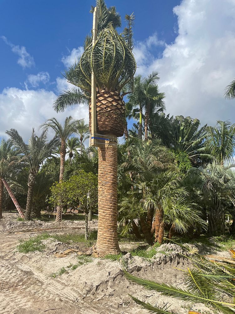 phoenix-canariensis-canary-island-date-palm-pineapple-palm