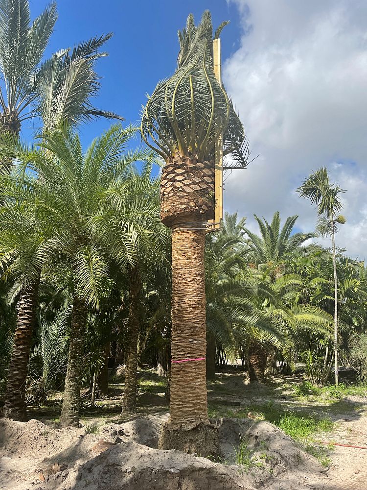 phoenix-canariensis-canary-island-date-palm-pineapple-palm