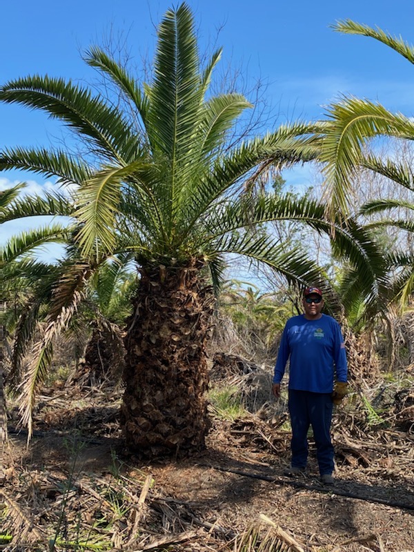 phoenix-canariensis-canary-island-date-palm-pineapple-palm