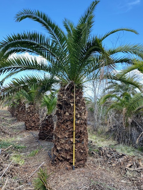 phoenix-canariensis-canary-island-date-palm-pineapple-palm