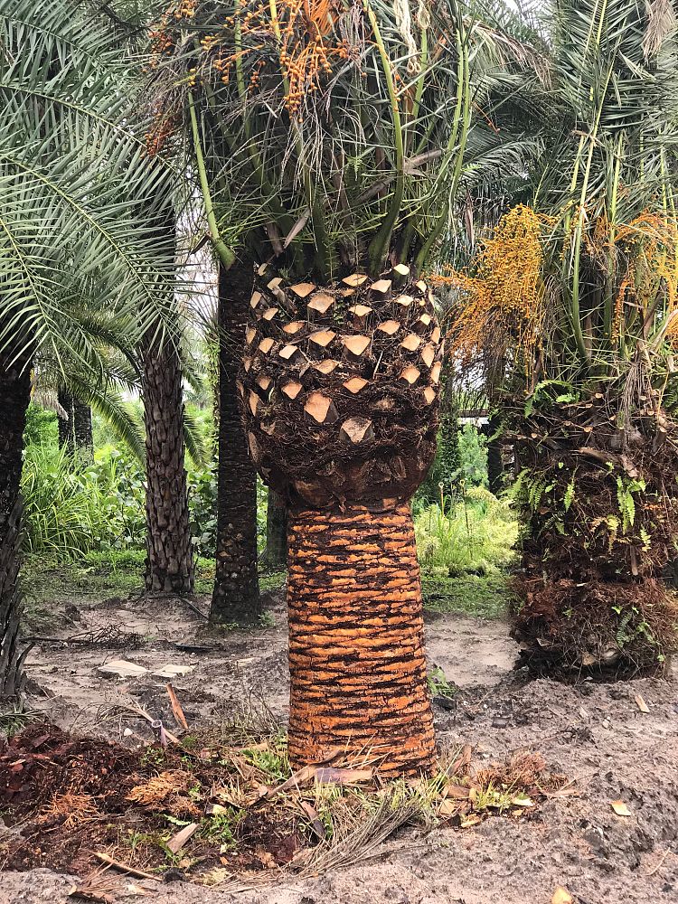 phoenix-canariensis-canary-island-date-palm-pineapple-palm