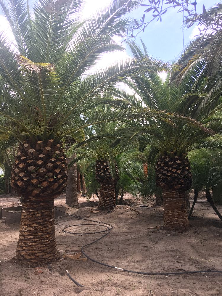 phoenix-canariensis-canary-island-date-palm-pineapple-palm
