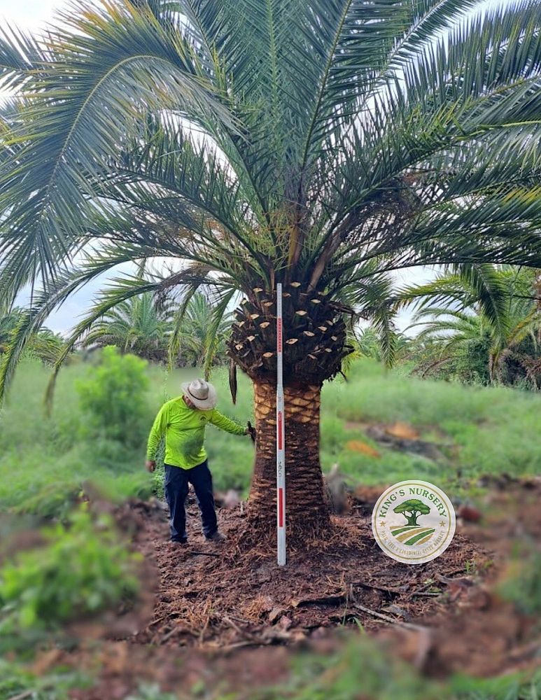phoenix-canariensis-canary-island-date-palm-pineapple-palm