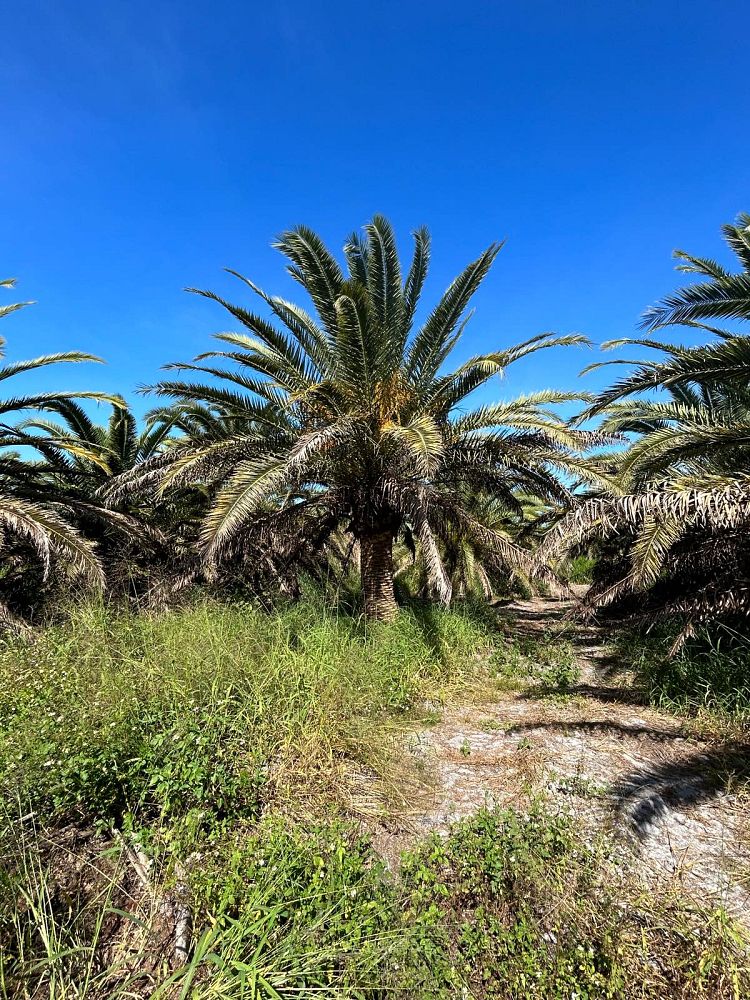 phoenix-canariensis-canary-island-date-palm-pineapple-palm