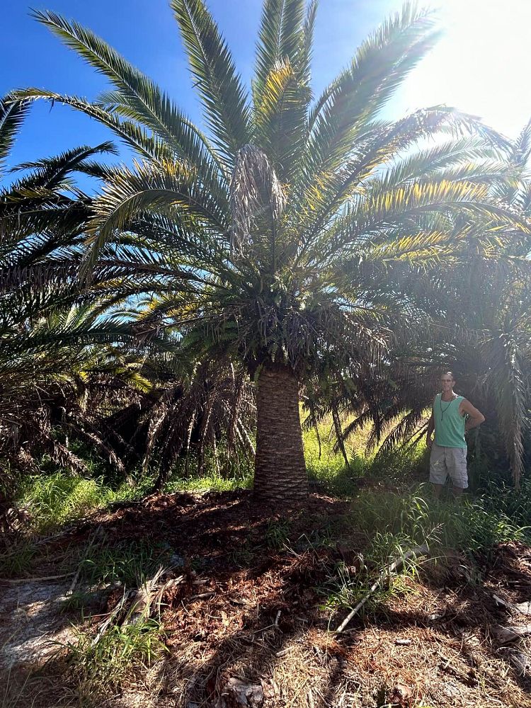 phoenix-canariensis-canary-island-date-palm-pineapple-palm