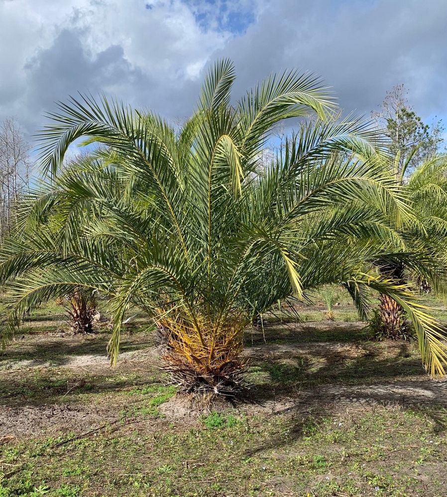 phoenix-canariensis-canary-island-date-palm-pineapple-palm