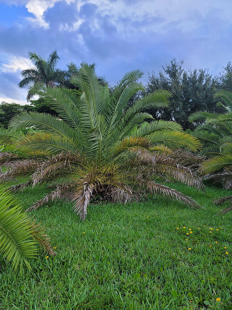 phoenix-canariensis-canary-island-date-palm-pineapple-palm