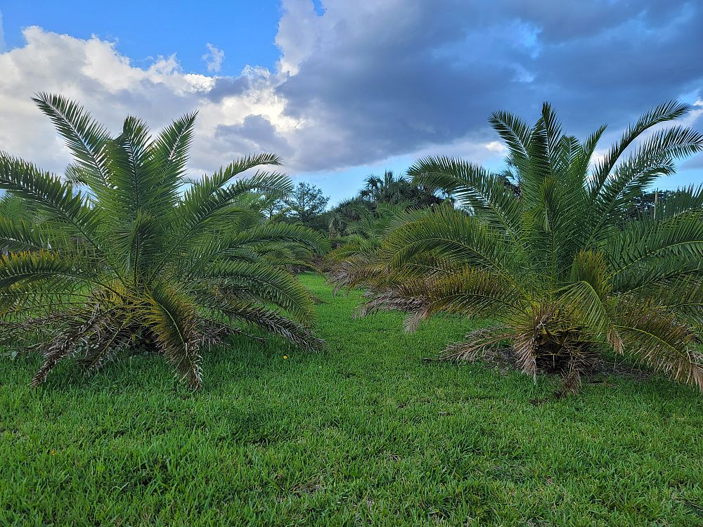 phoenix-canariensis-canary-island-date-palm-pineapple-palm