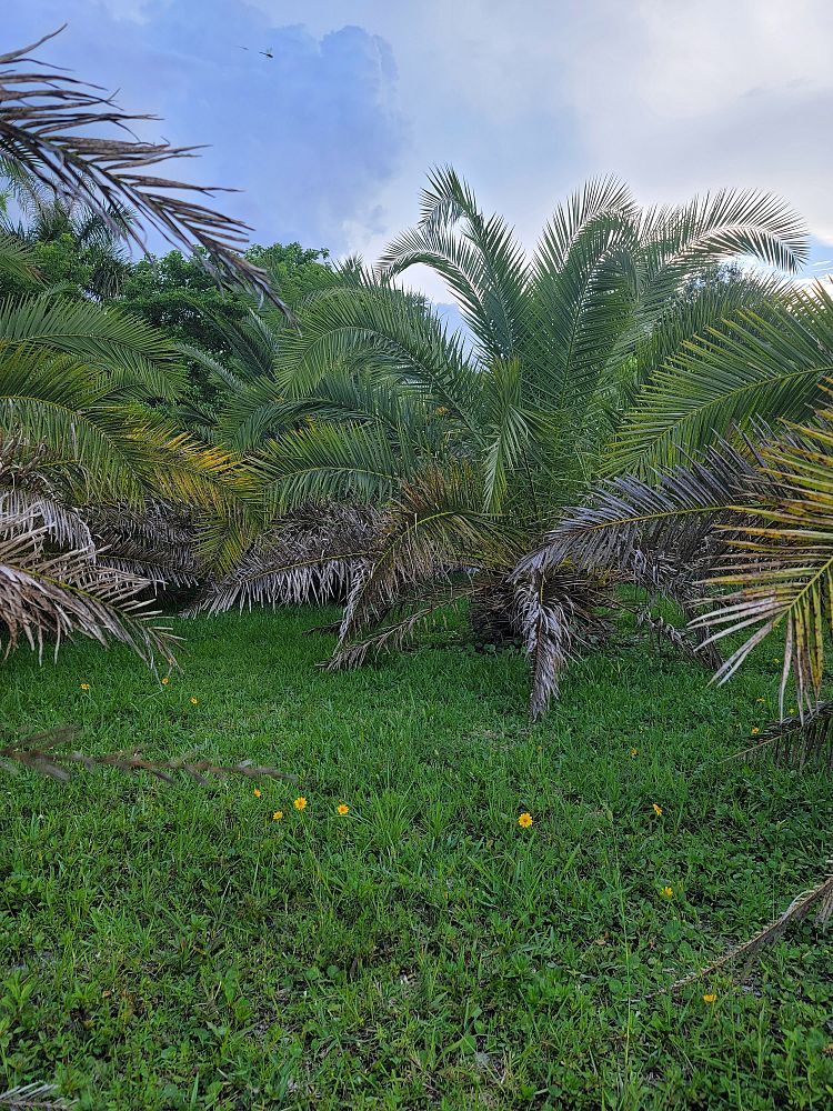 phoenix-canariensis-canary-island-date-palm-pineapple-palm
